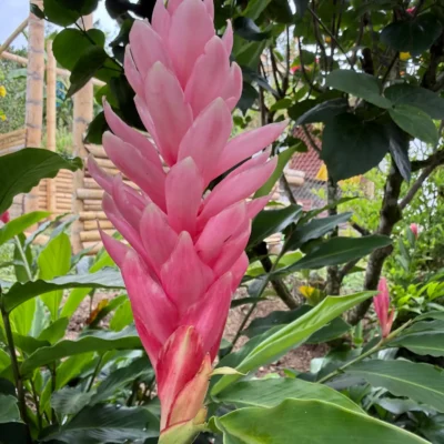 Alpinia purpurata 'Jungle Queen'