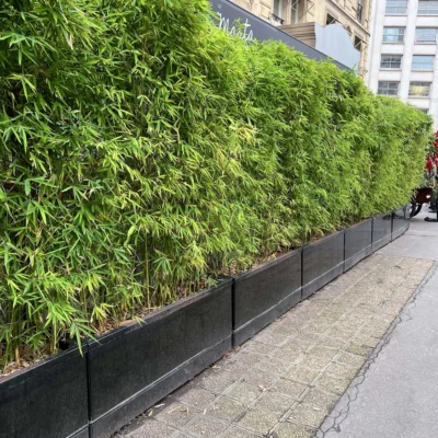 Phyllostachys aurea (Bambú Dorado)