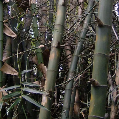 Bambusa bambos (Bambú Espinoso Gigante)