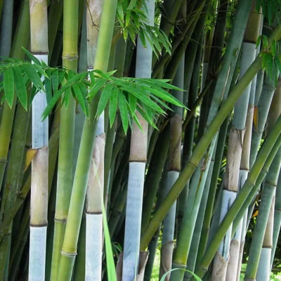 Bambusa chungii (Bambú Azul Tropical)