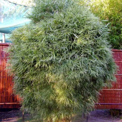 Bambusa glaucophylla (Bambú Enano Malayo Abigarrado)