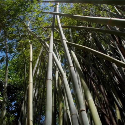Bambusa tulda (Bambú Bengala)