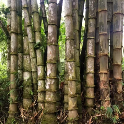 Dendrocalamus asper (Bambú Áspero Gigante)