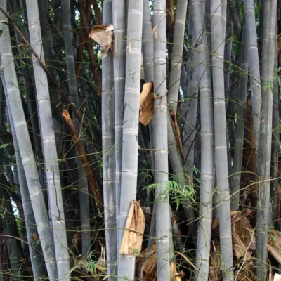 Dendrocalamus membranaceus (Bambú Waya)