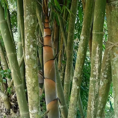 Dendrocalamus peculiaris