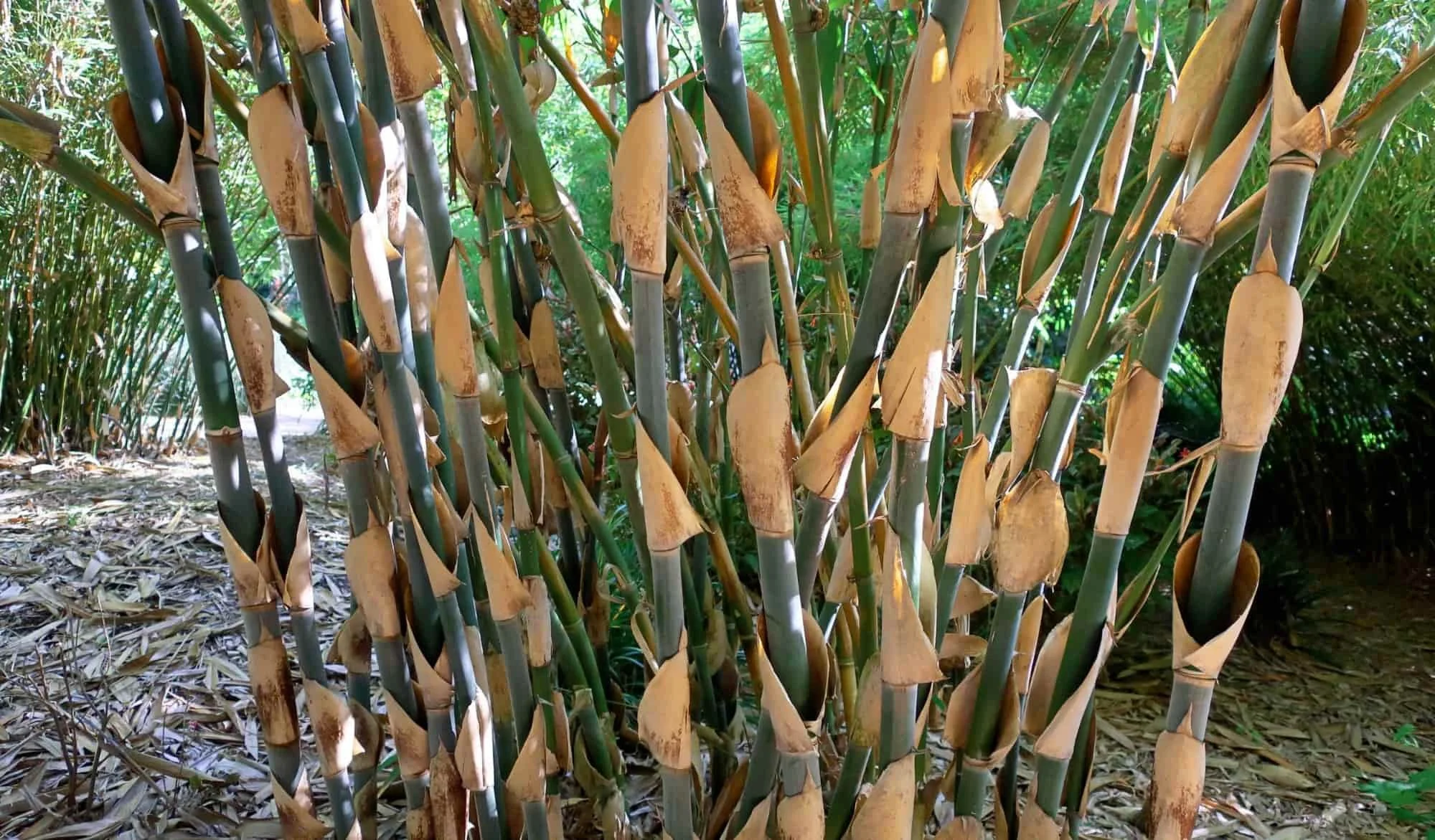 Gigantochloa apus (Bambú Tali)