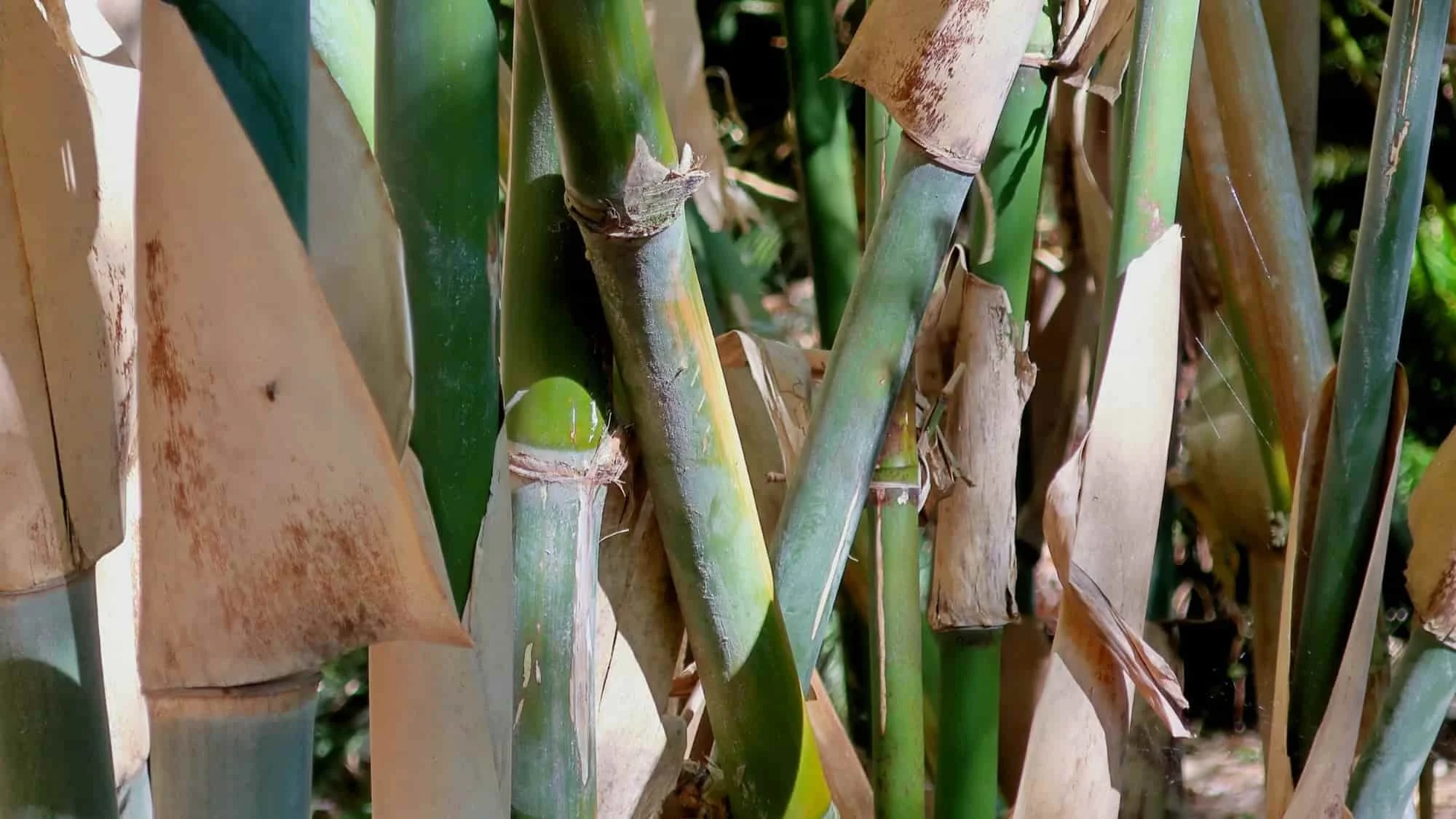 Gigantochloa apus (Bambú Tali)