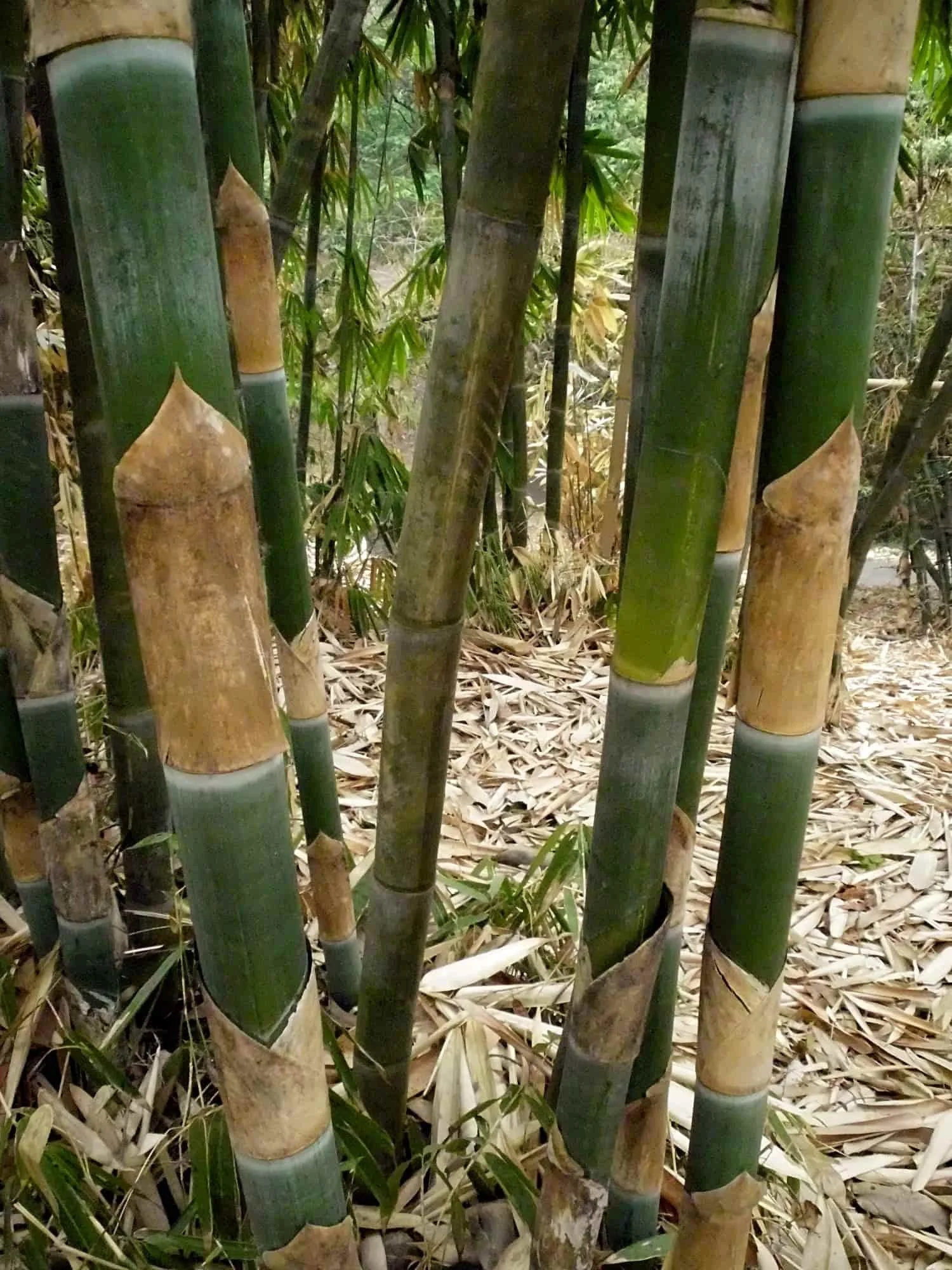 Gigantochloa apus (Bambú Tali)