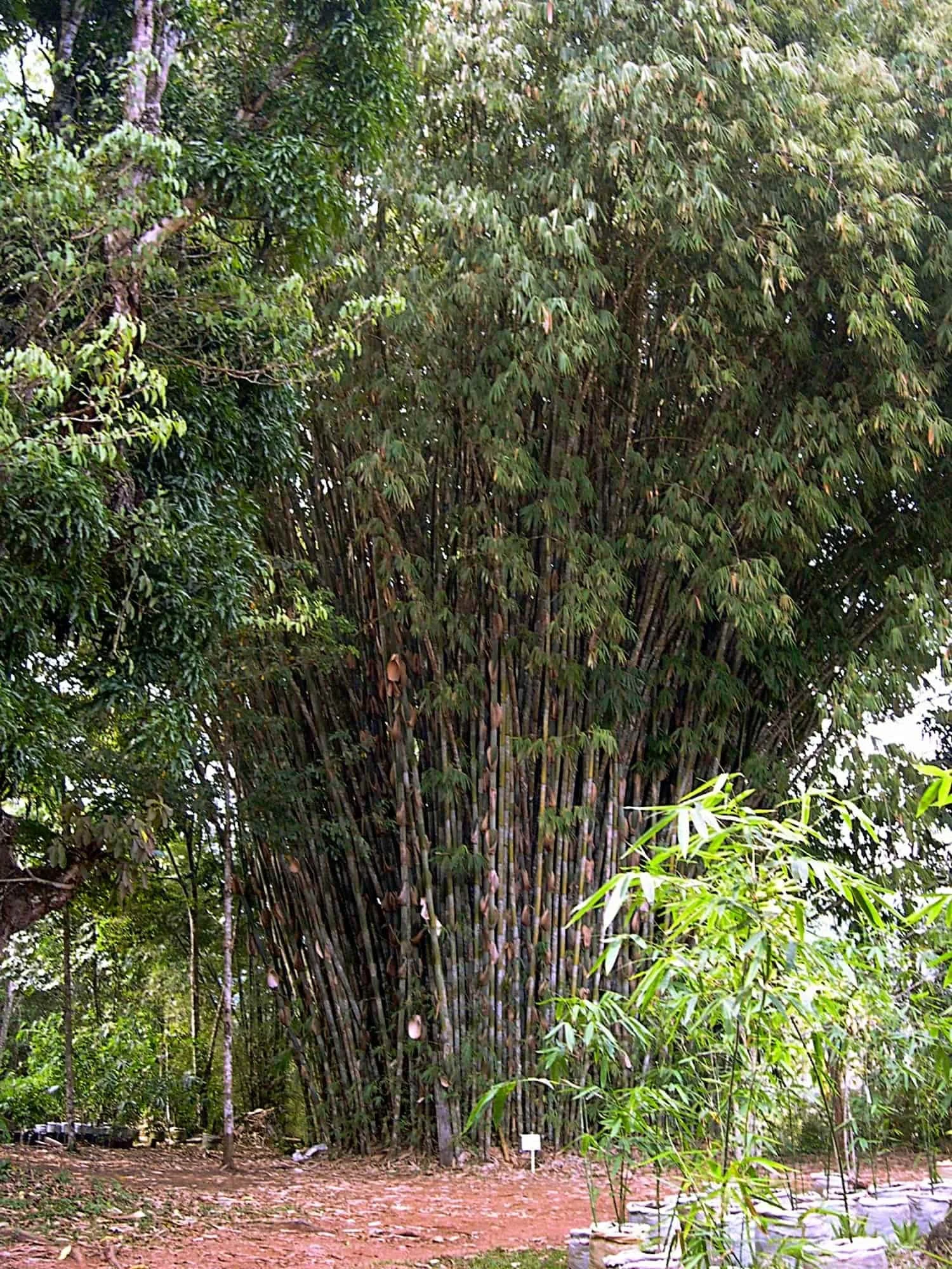 Gigantochloa apus (Bambú Tali)