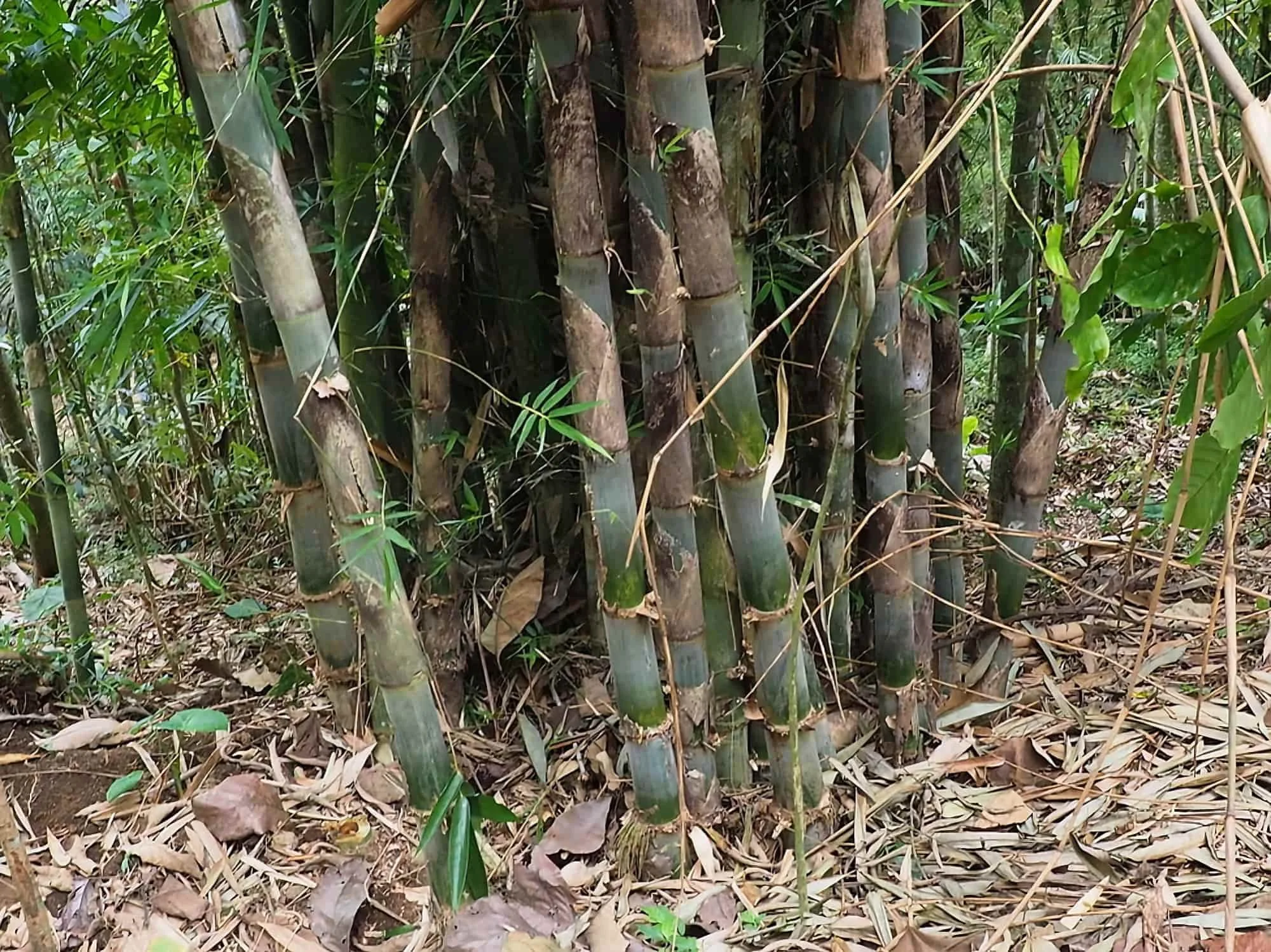Gigantochloa apus (Bambú Tali)