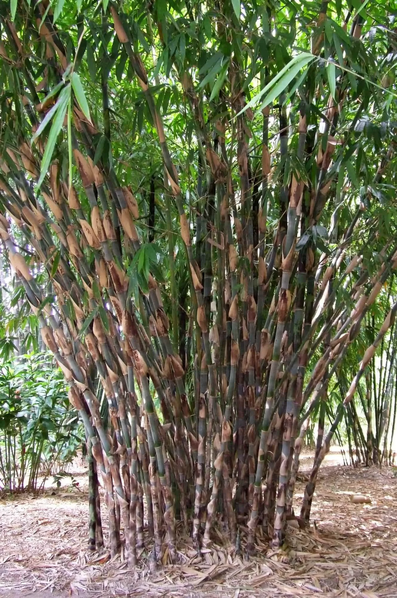 Gigantochloa apus (Bambú Tali)