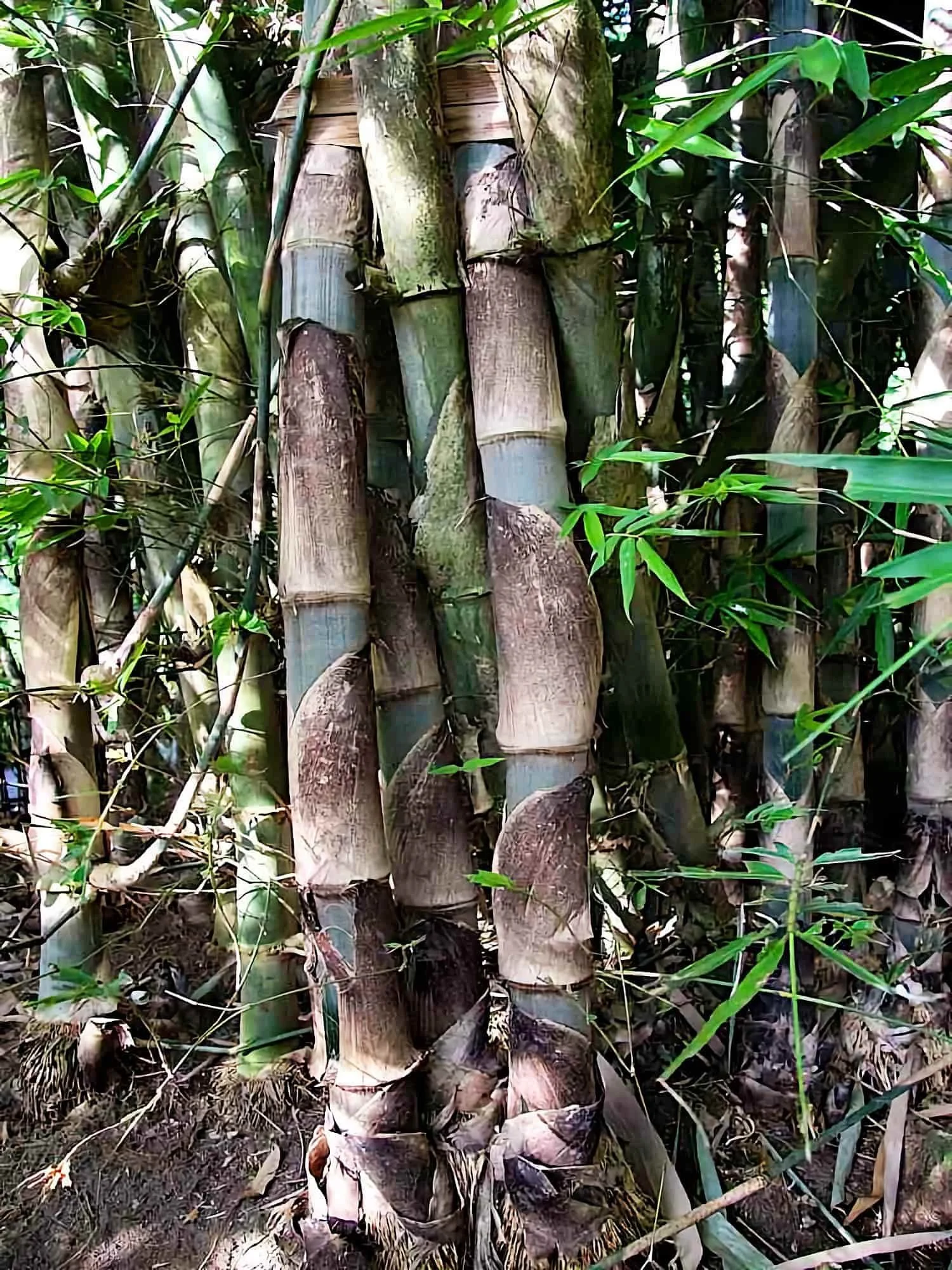 Gigantochloa apus (Bambú Tali)