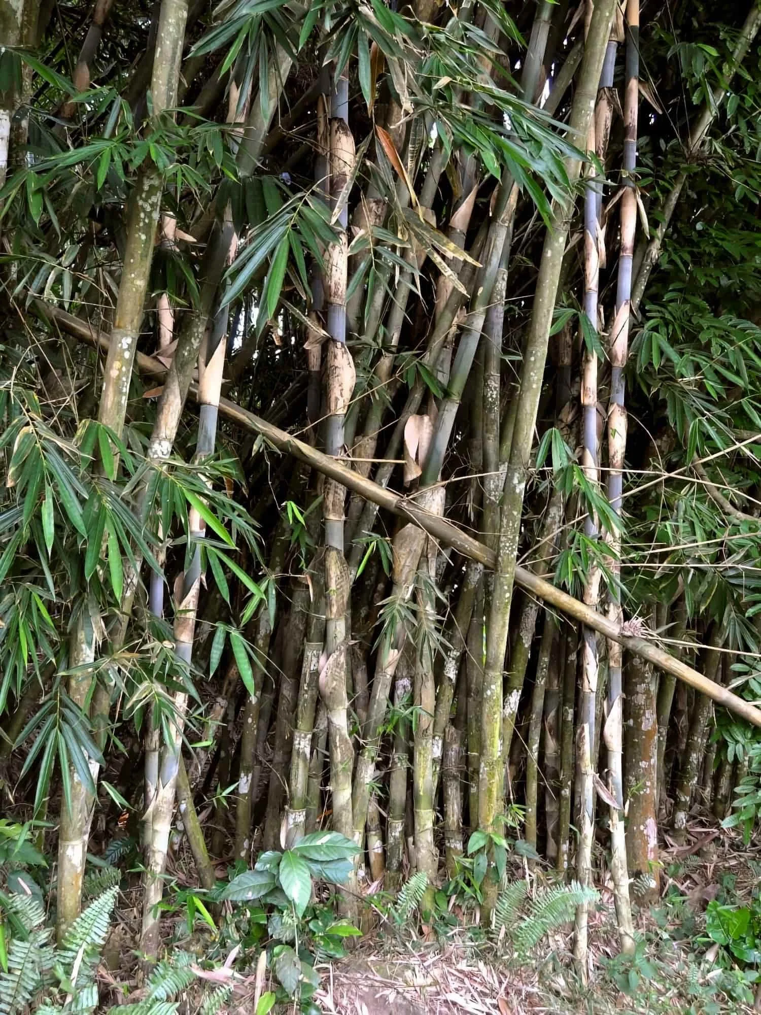 Gigantochloa apus (Bambú Tali)