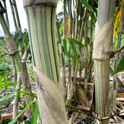 Gigantochloa sp. Bicolor