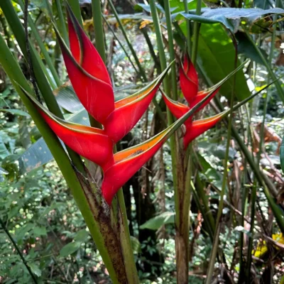 Heliconia bihai