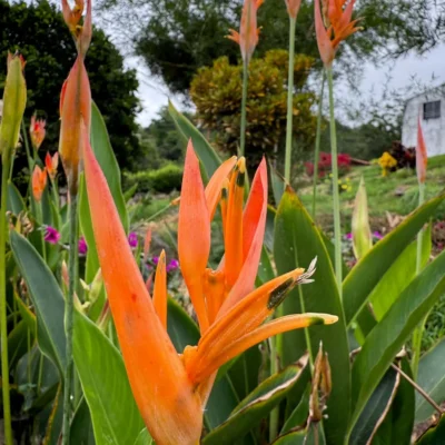 Heliconia psittacorum 'Choconiana'