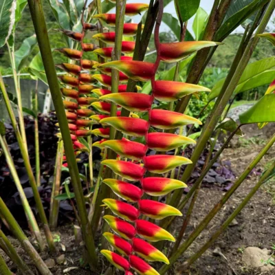 Heliconia rostrata (Pico de loro)
