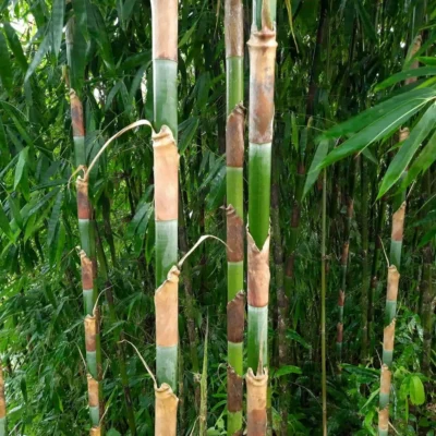 Melocanna baccifera (Bambú Muli)