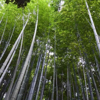 Phyllostachys edulis (Bambú Moso)