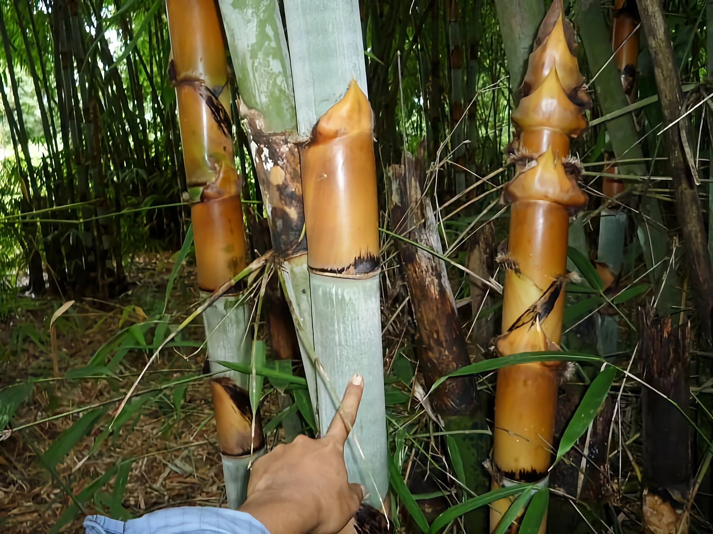 Schizostachyum pergracile (Bambú Tinwa)