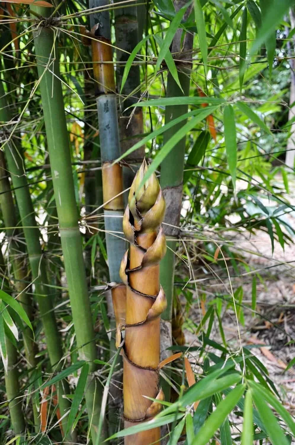 Schizostachyum pergracile (Bambú Tinwa)