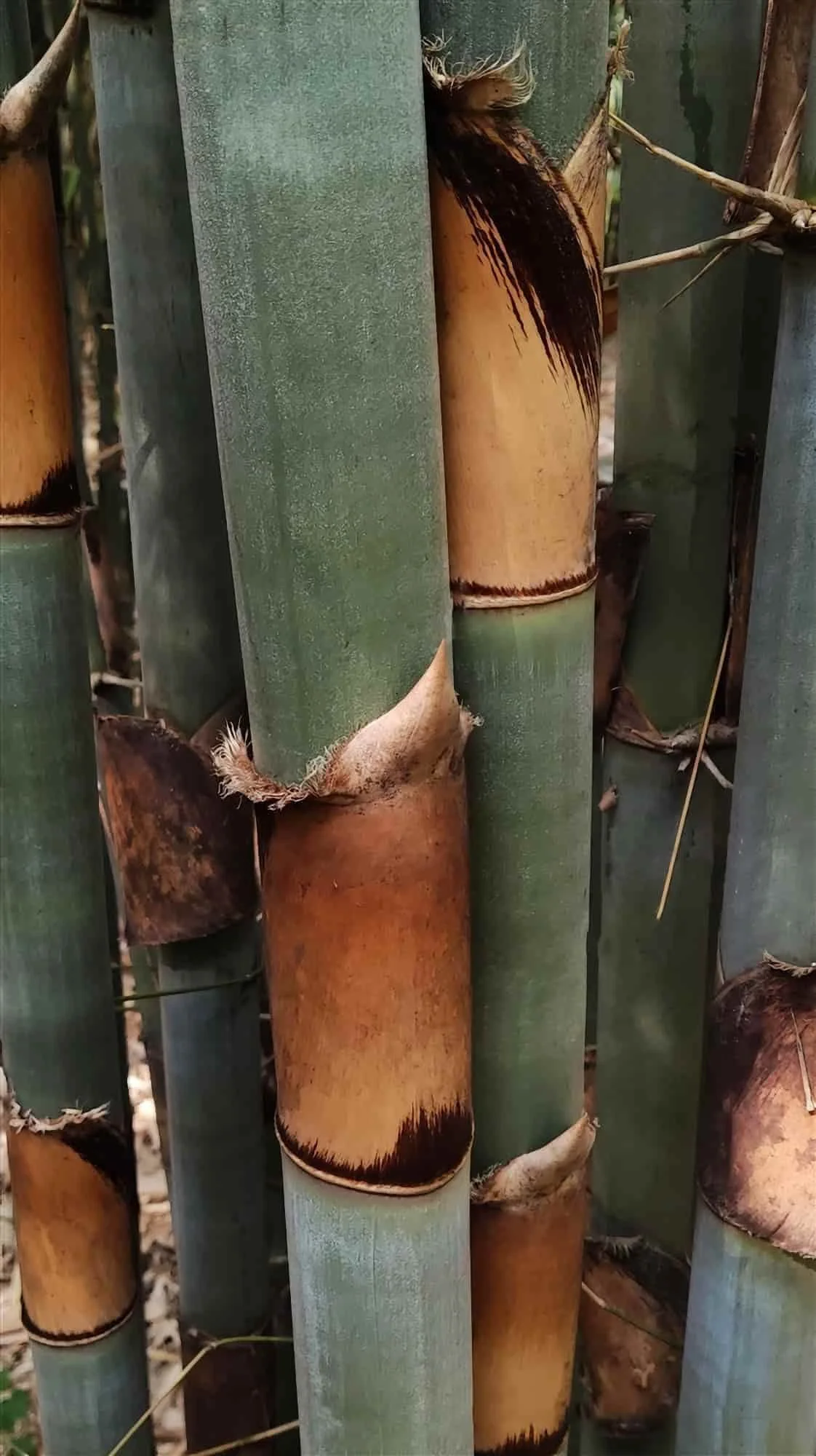 Schizostachyum pergracile (Bambú Tinwa)