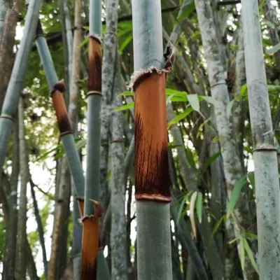 Schizostachyum pergracile (Bambú Tinwa)