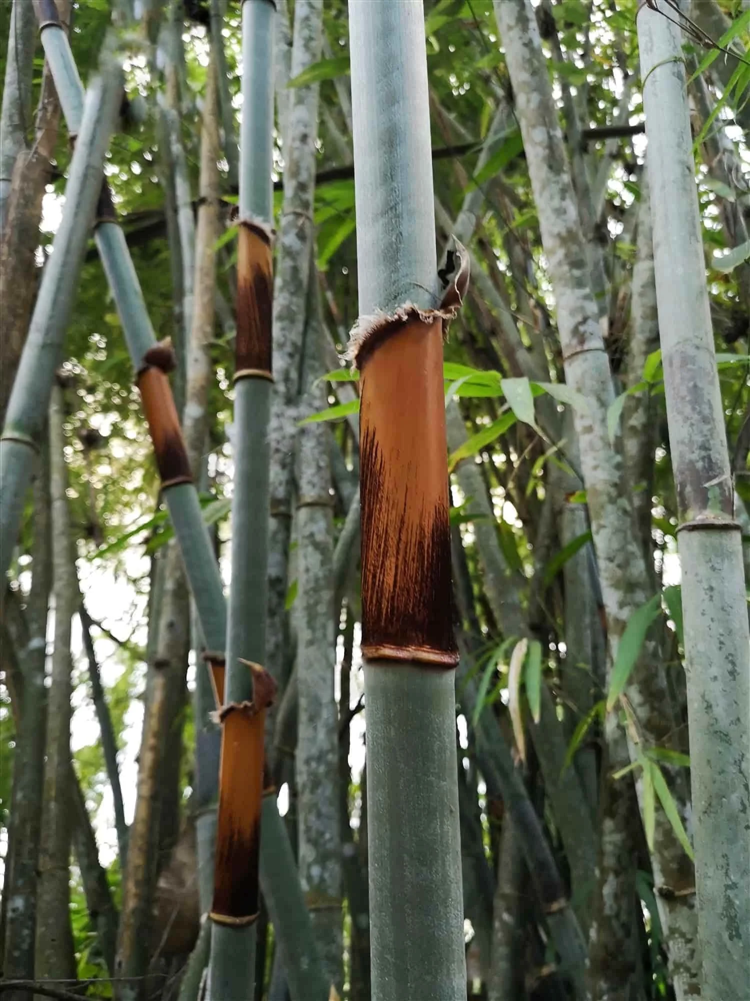 Schizostachyum pergracile (Bambú Tinwa)