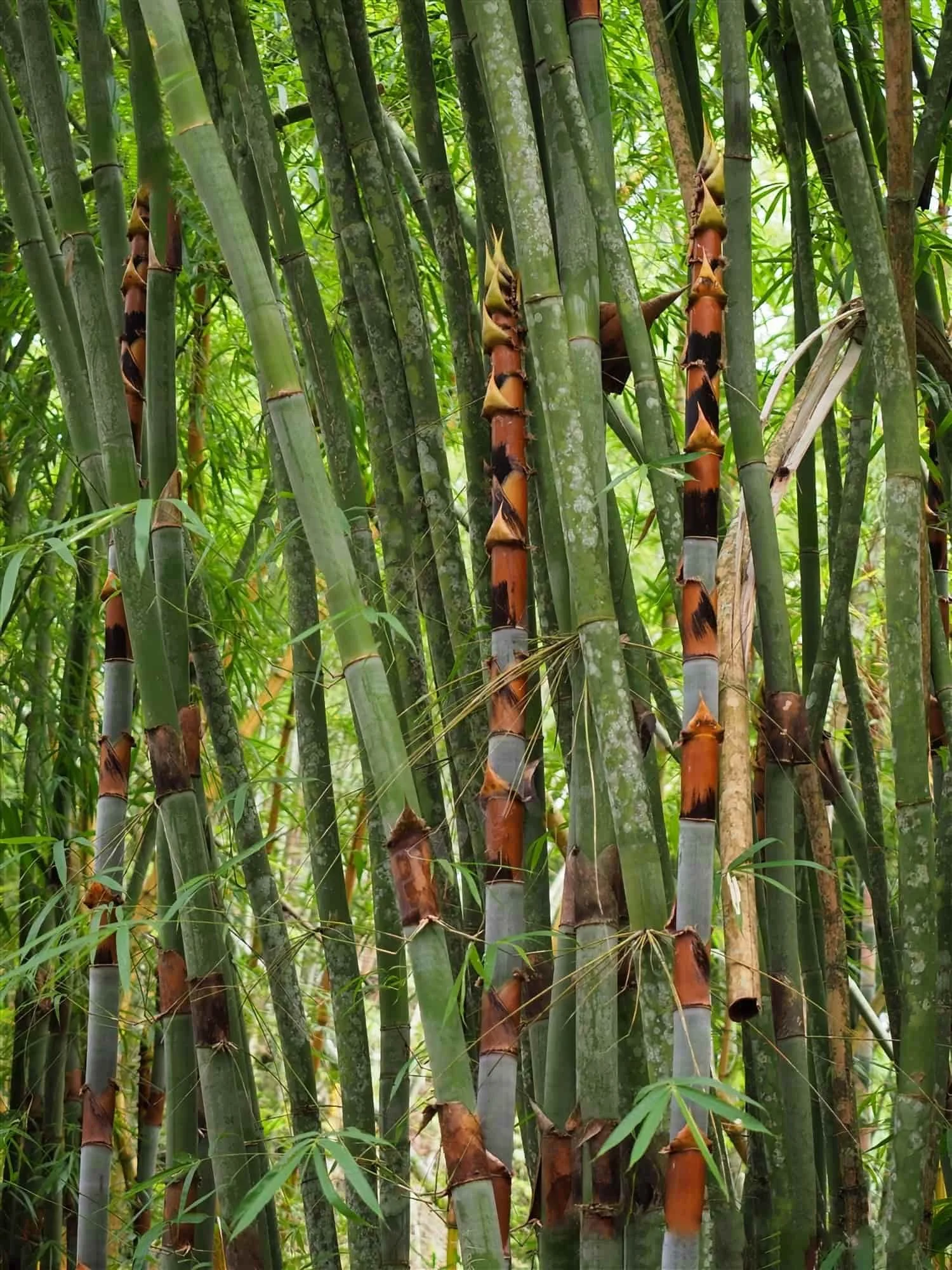 Schizostachyum pergracile (Bambú Tinwa)