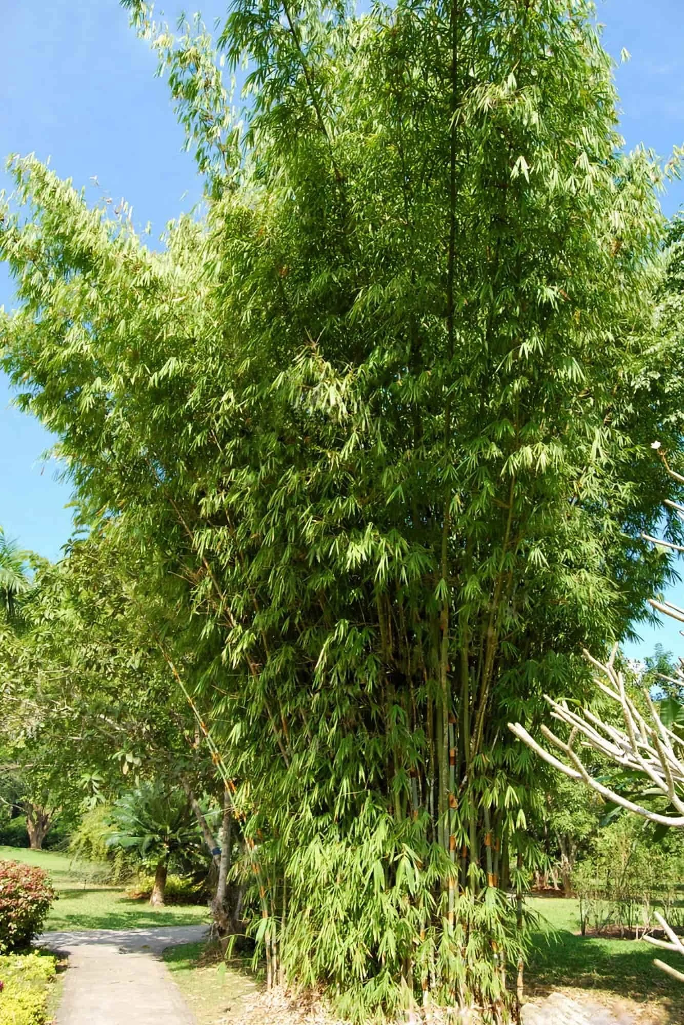 Schizostachyum pergracile (Bambú Tinwa)