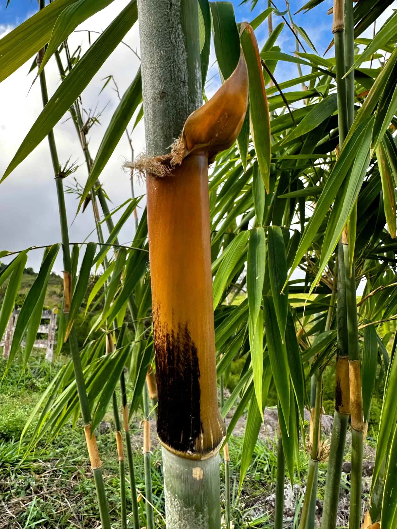 Schizostachyum pergracile (Bambú Tinwa)