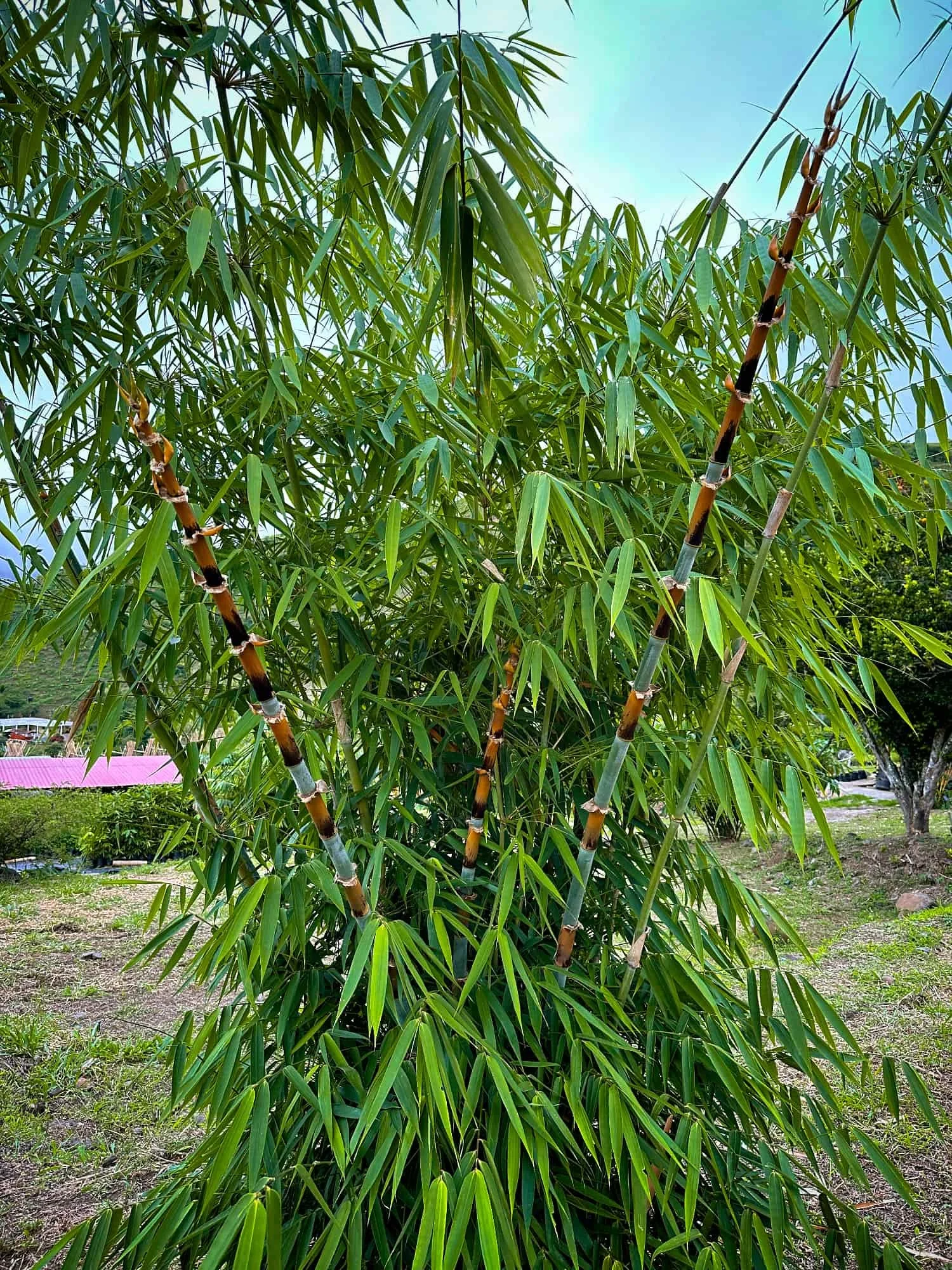 Schizostachyum pergracile (Bambú Tinwa)