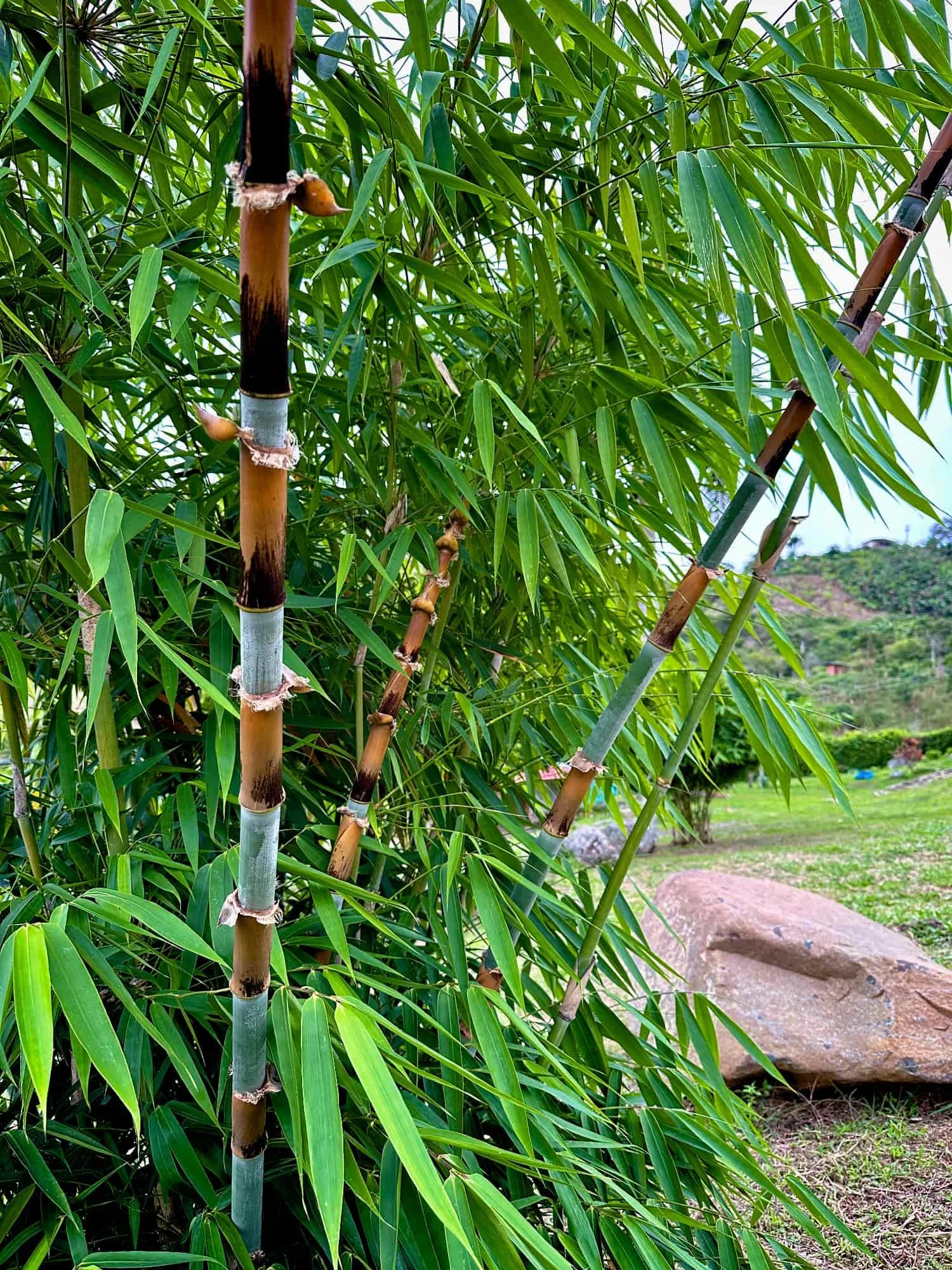 Schizostachyum pergracile (Bambú Tinwa)