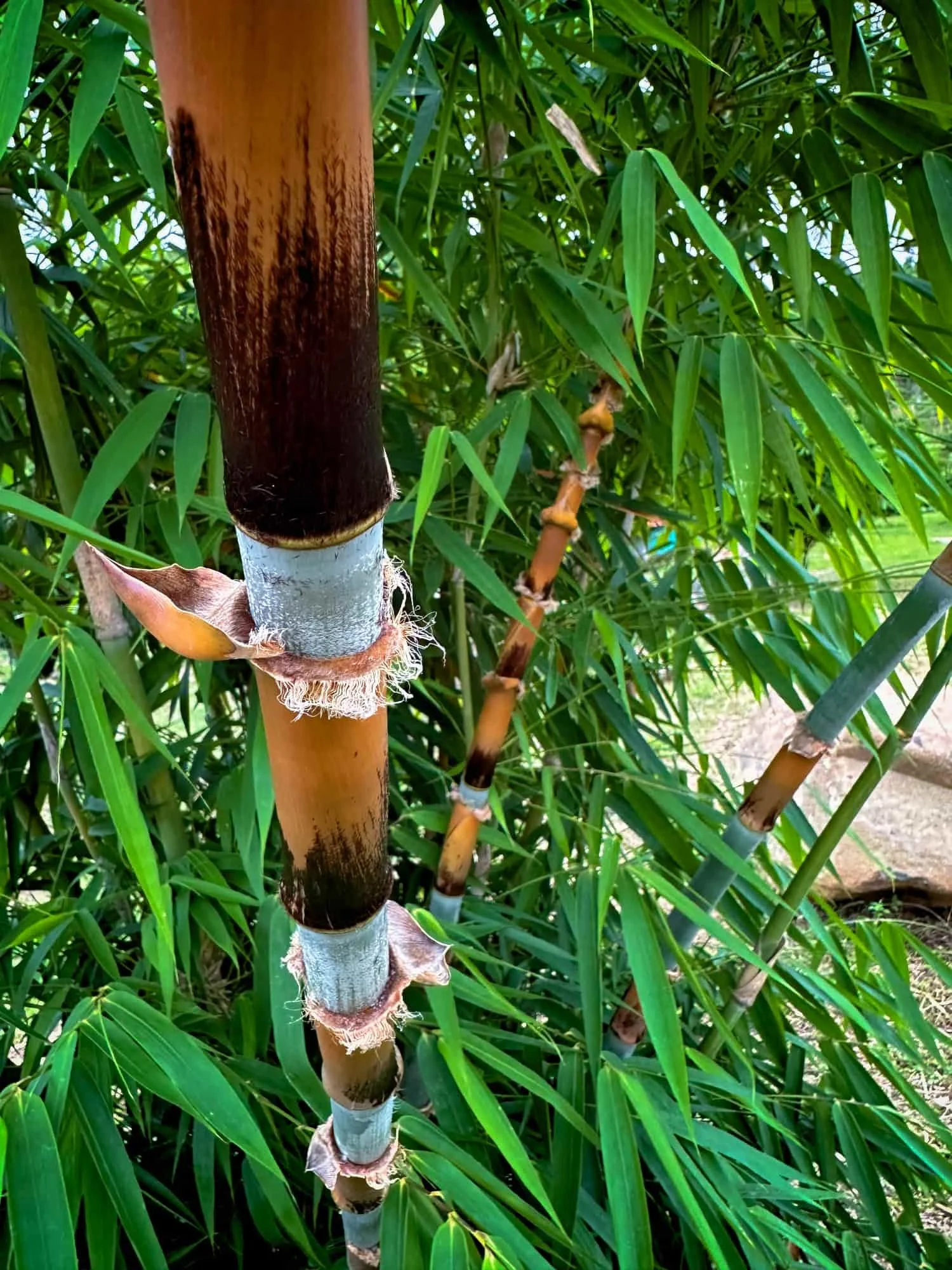 Schizostachyum pergracile (Bambú Tinwa)