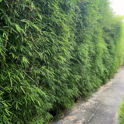 Thyrsostachys siamensis (Bambú Monasterio)