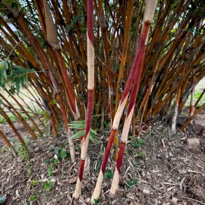 Bambusa multiplex 'Rosa'