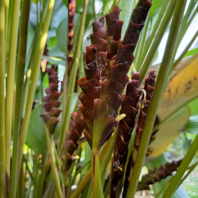 Calathea lutea (Bijao)