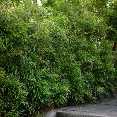 Chimonobambusa marmorea (Bambú Marmolado)