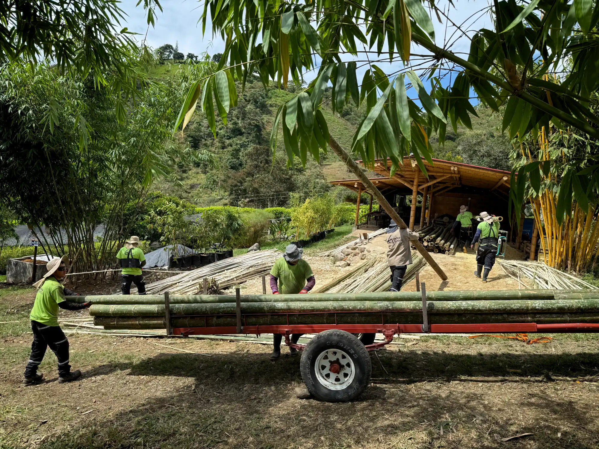 Latas de Guadua Producción