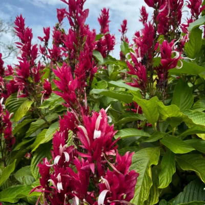 Megaskepasma erythrochlamys (Manto Rojo)