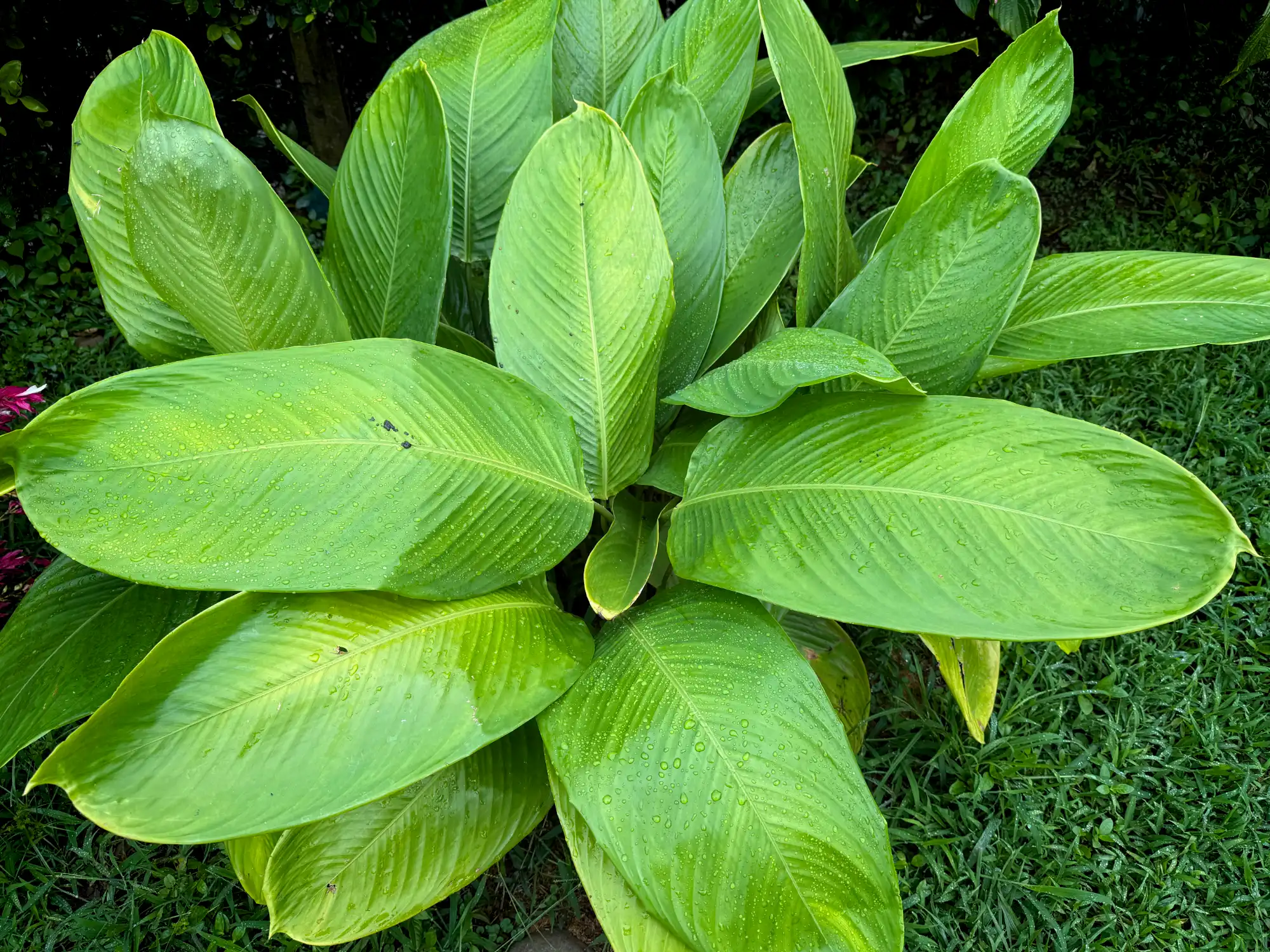 Stromanthe jacquinii