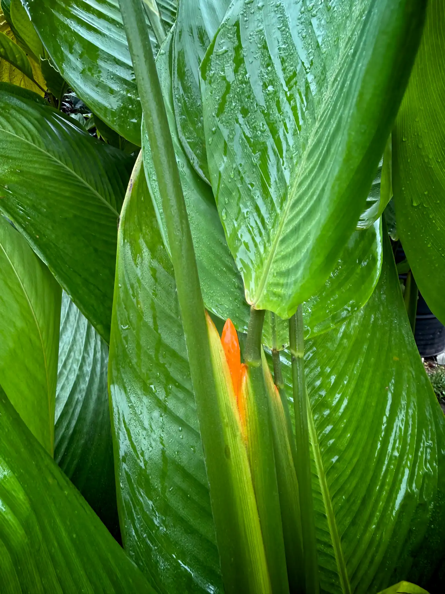 Stromanthe jacquinii