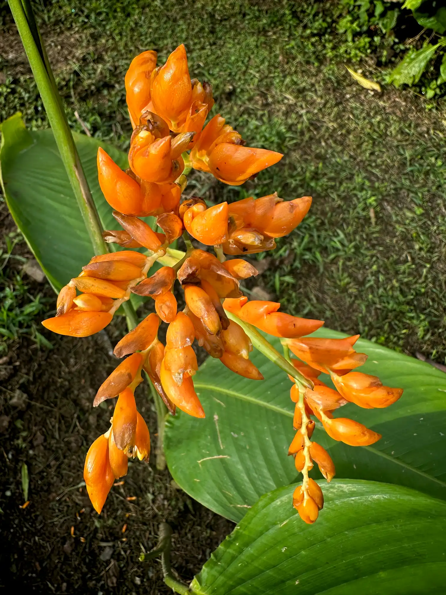 Stromanthe jacquinii