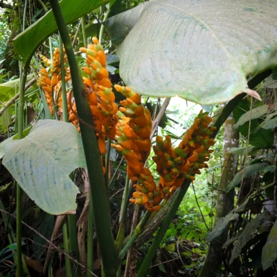 Stromanthe jacquinii