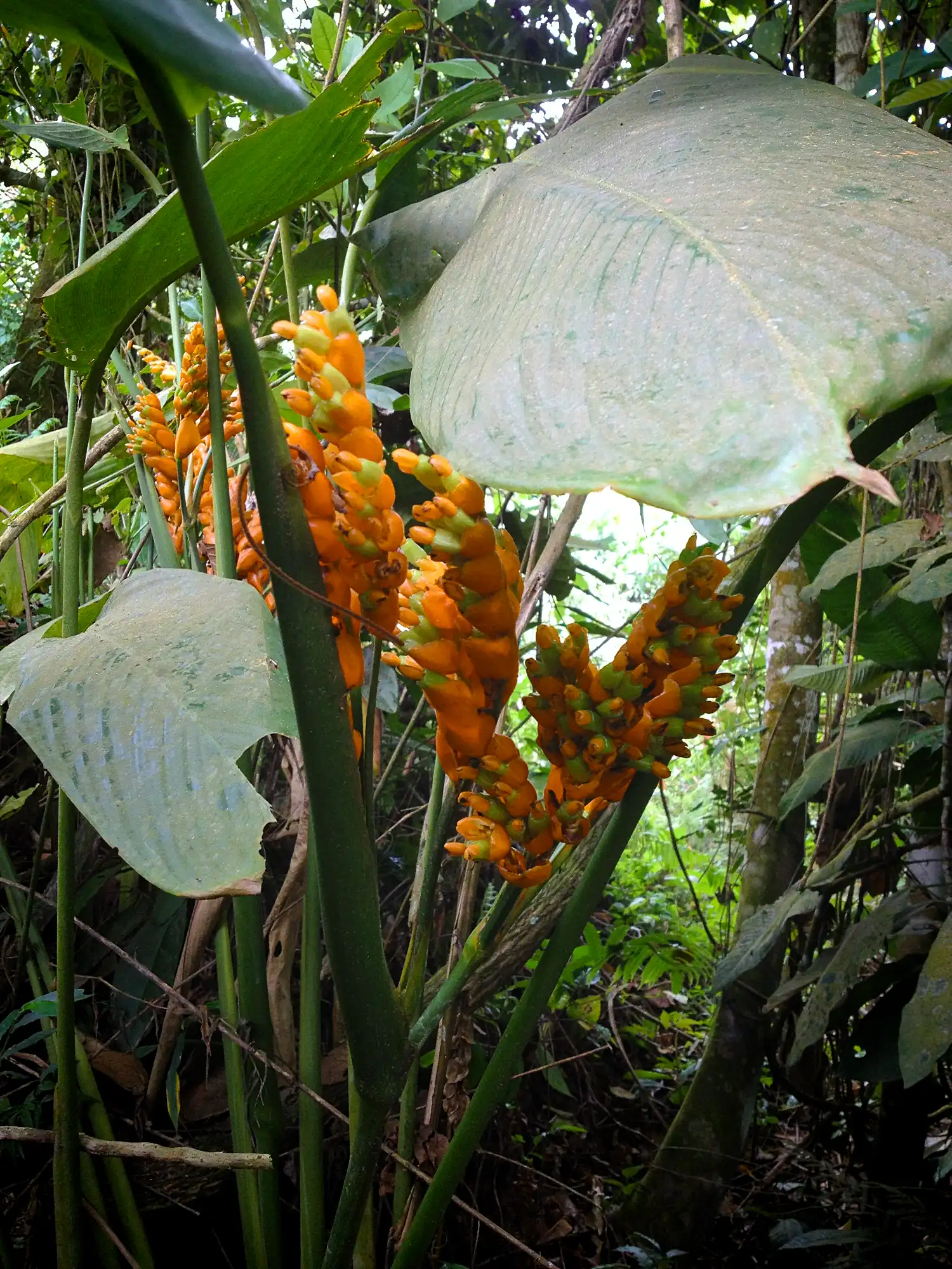 Stromanthe jacquinii