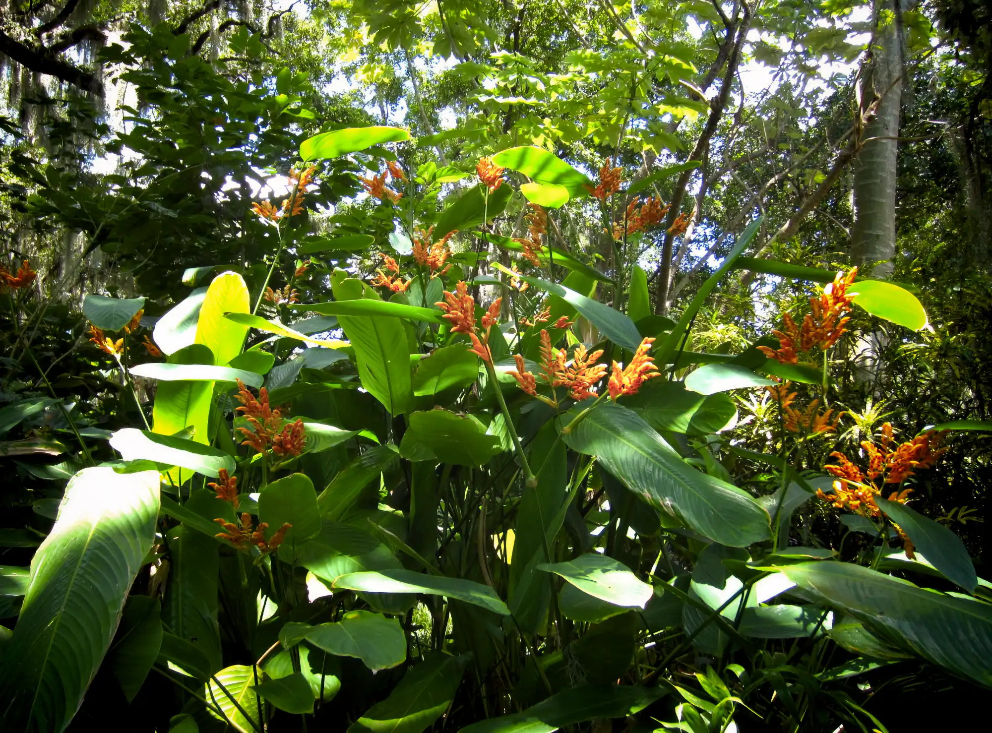 Stromanthe jacquinii