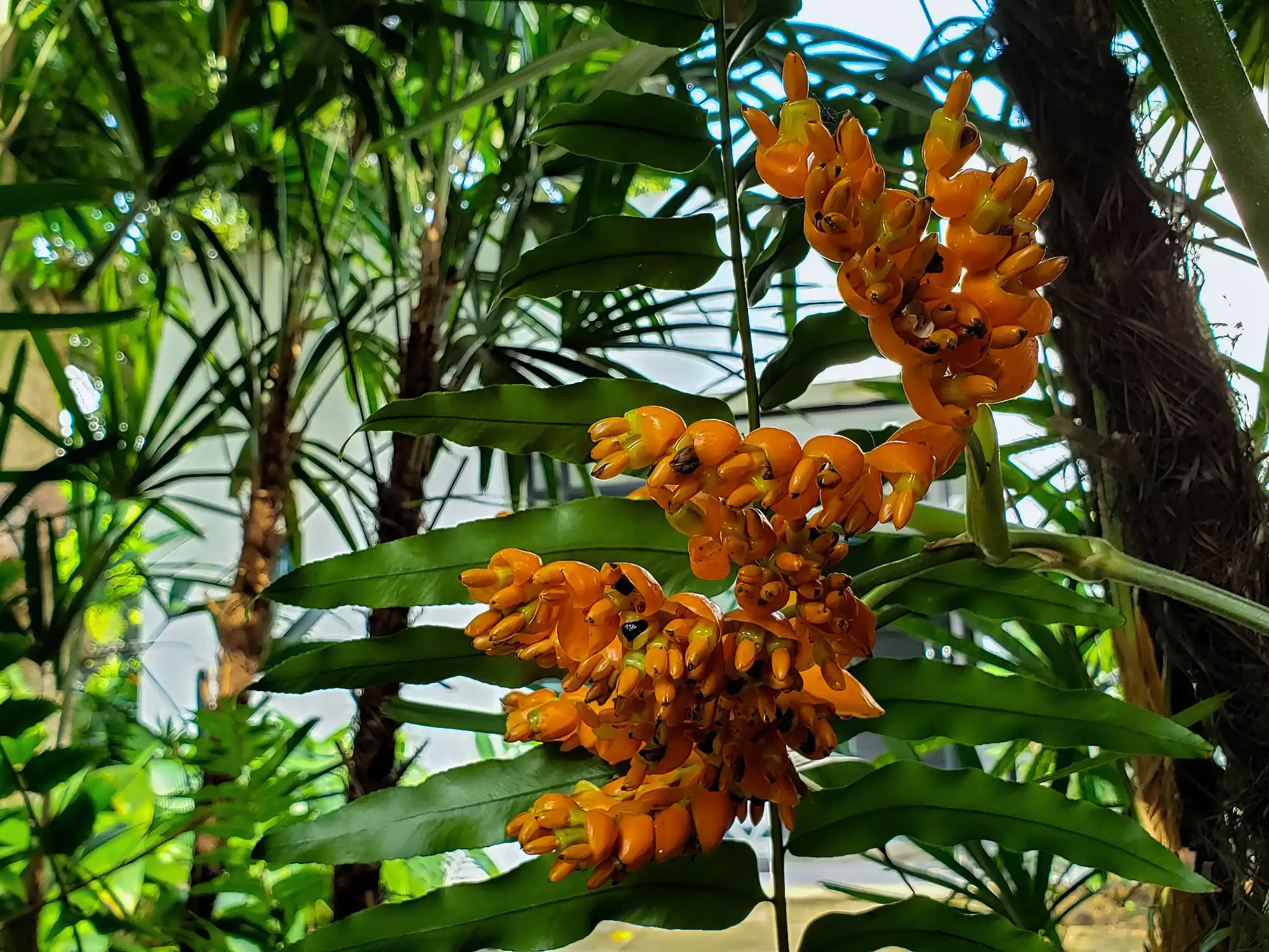 Stromanthe jacquinii