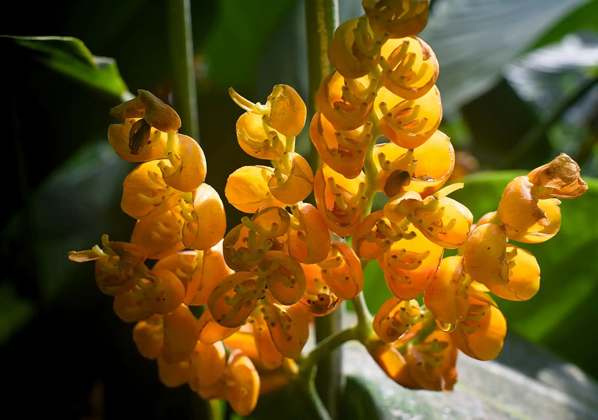 Stromanthe jacquinii