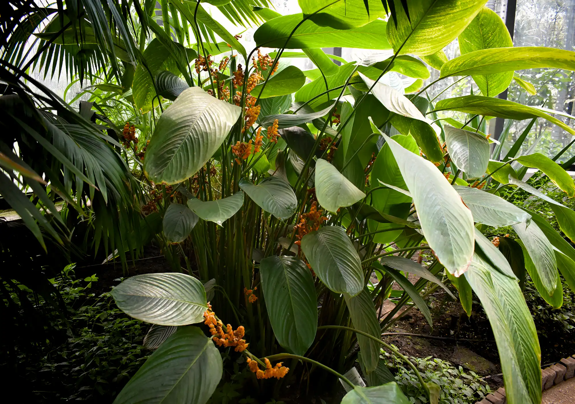 Stromanthe jacquinii